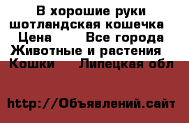 В хорошие руки шотландская кошечка › Цена ­ 7 - Все города Животные и растения » Кошки   . Липецкая обл.